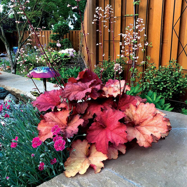 Heuchera 'Rio' ~ CITY™ Rio Heuchera