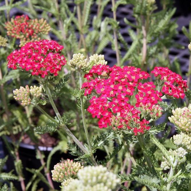 Achillea millefolium 'Paprika' ~ Paprika Yarrow