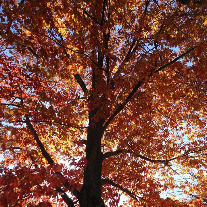 Quercus rubra ~ Northern Red Oak