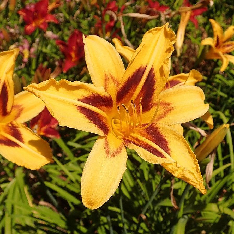 Hemerocallis 'Bonanza' ~ Bonanza Daylily