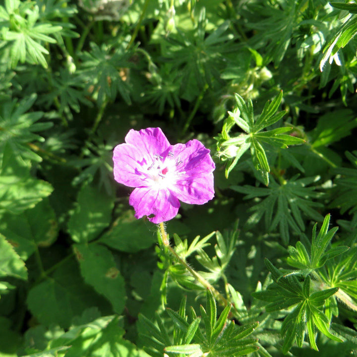 Geranium macrorrhizum 'Bevan's Variety' ~ Bevan's Variety Bigroot Cranesbill