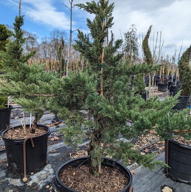 Juniperus squamata expansa 'Parsonii' ~ Parson's Juniper