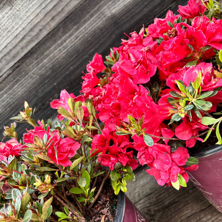 Rhododendron ‘Roblez’ ~ Encore® Autumn Fire™ Azalea