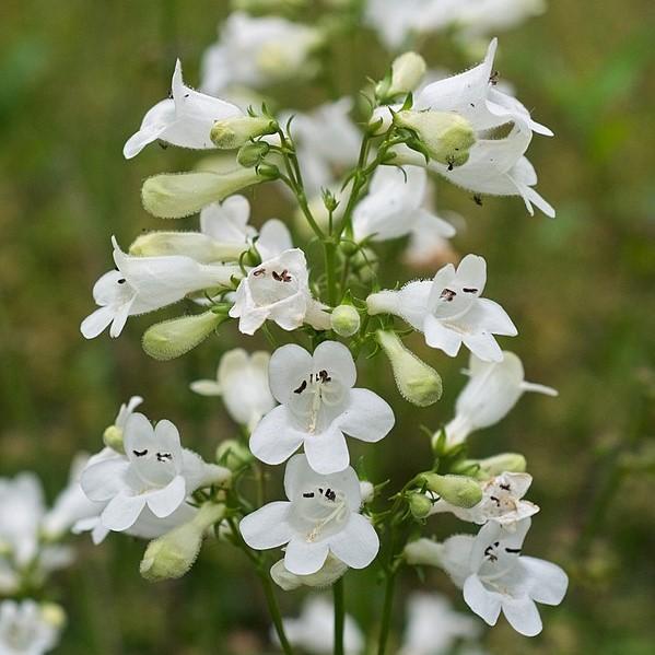 Penstemon digitalis ~ Beardtongue