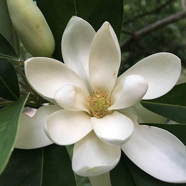 Magnolia virginiana var australis ~ Evergreen Sweetbay Magnolia