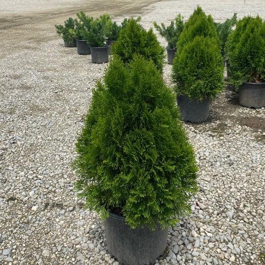 Thuja occidentalis 'Smaragd' ~ Emerald Green Arborvitae