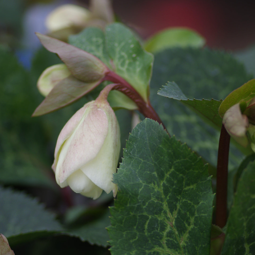 Helleborus x hybridus 'EPBRD01' ~ FrostKiss™ Molly's White Lenten Rose