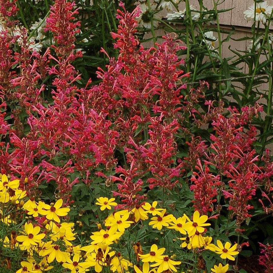 Agastache ‘Kudos Coral’ ~ Kudos™ Coral Hummingbird Mint, Hyssop