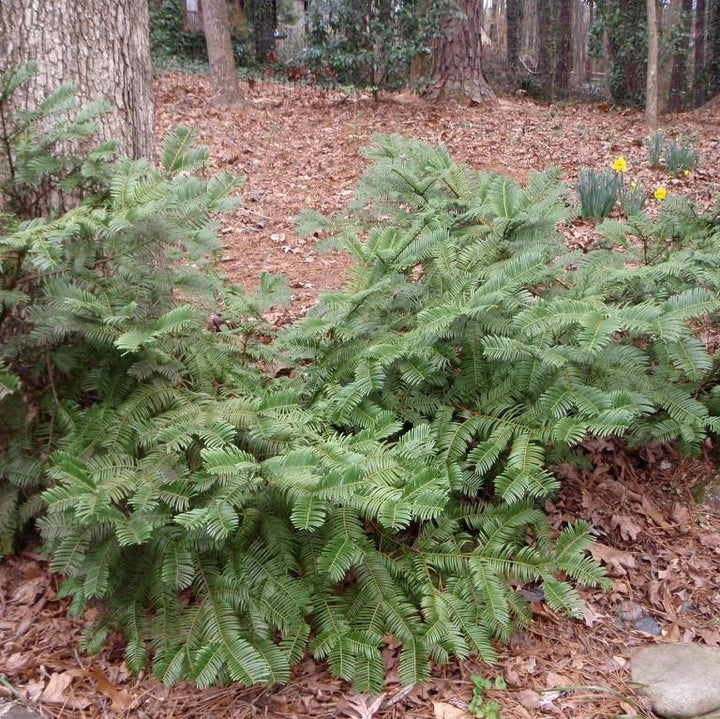 Cephalotaxus harringtonia 'Prostrata' ~ Tejo ciruela japonés rastrero, tejo ciruela extendido