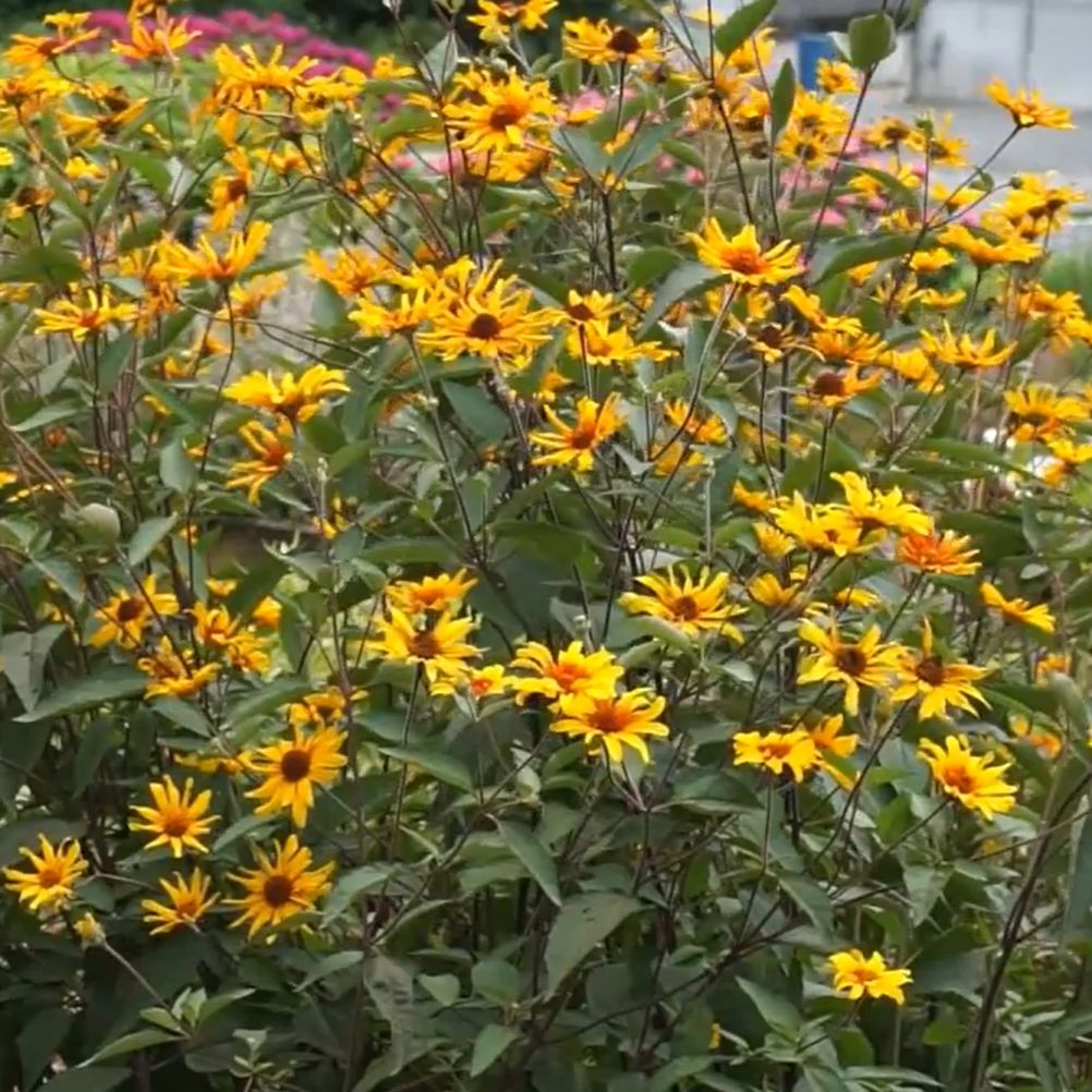 Heliopsis helianthoides var. scabra 'Burning Hearts' ~ Burning Hearts False Sunflower