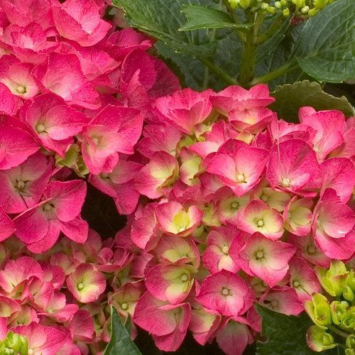 Hydrangea macrophylla 'Paris Rapa' ~ Cityline® Paris Hydrangea