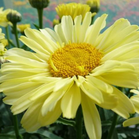 Leucanthemum superbum 'Real Sunbeam' ~ REALFLOR® Real Sunbeam Shasta Daisy