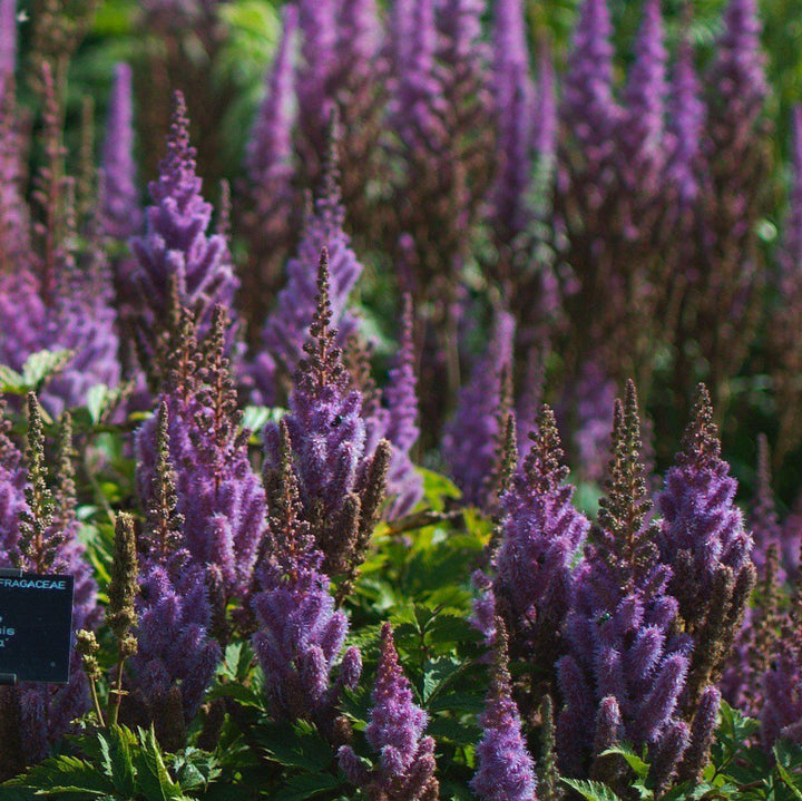 Astilbe chinensis 'Pumila' ~ Pumila Chinese Astilbe