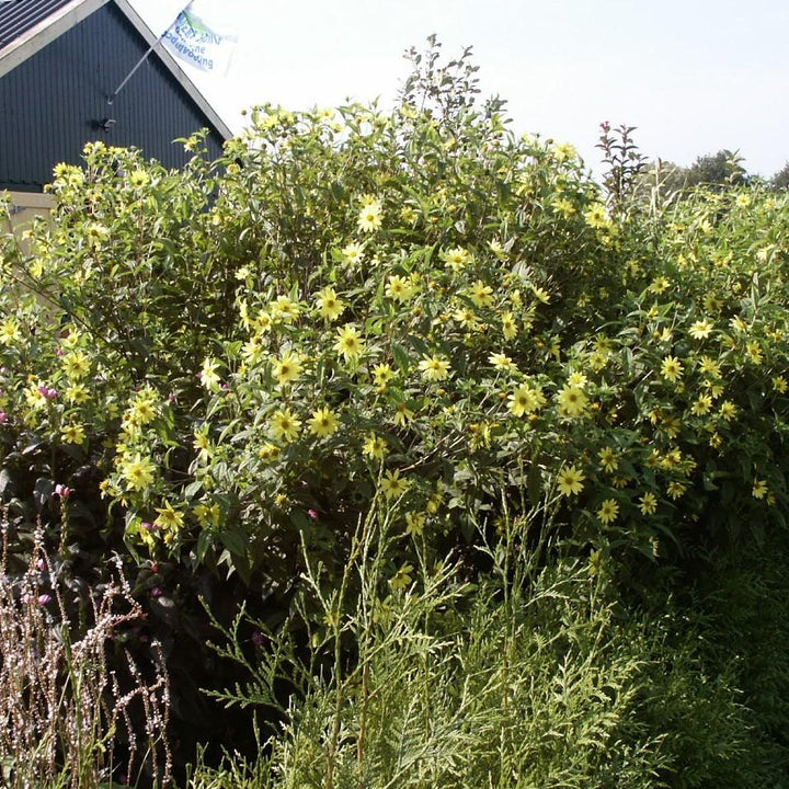 Helianthus annuus 'Lemon Queen' ~ Lemon Queen Sunflower