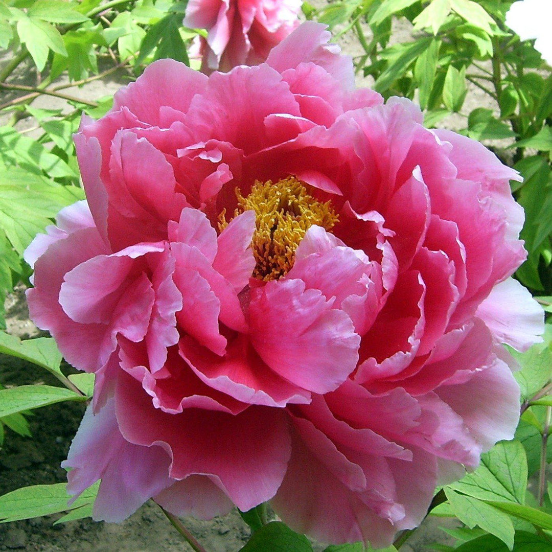 Paeonia suffruticosa 'Pink' ~ Pink Tree Peony