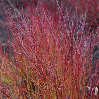 Cornus sericea 'Kelseyi' ~ Kelseyi Red Twig Dogwood