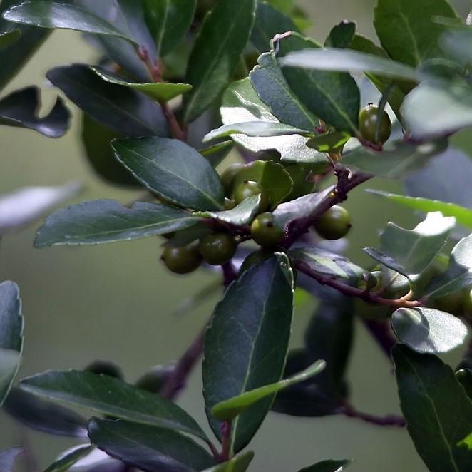 Ilex vomitoria 'Condeaux' ~ Acebo enano Yaupon Bordeaux®