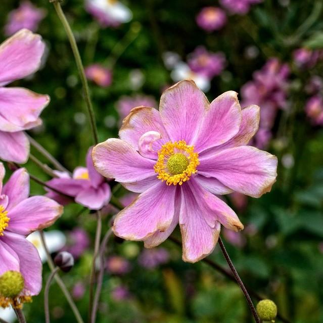 Anemone hupehensis 'Pretty Lady Emily' ~ Pretty Lady Emily Anemone, Windflower