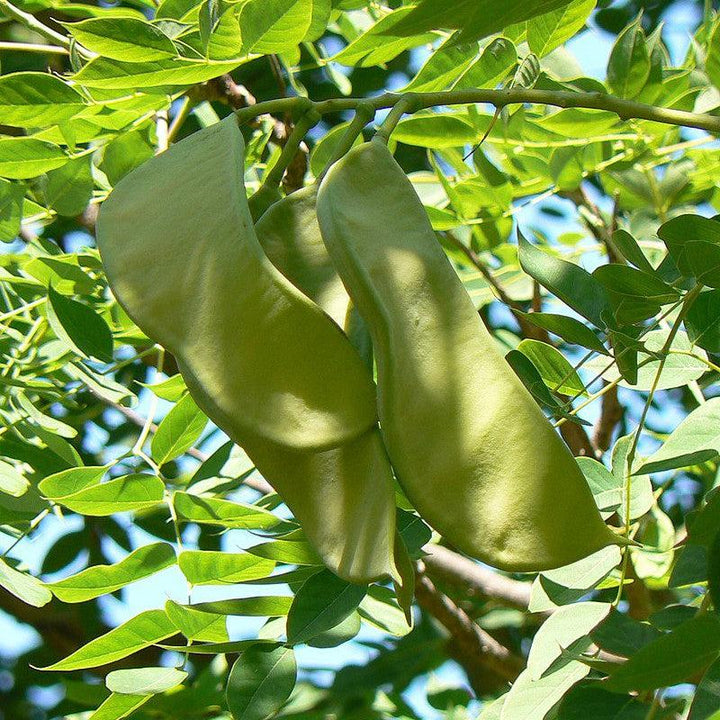 Gymnocladus dioicus ~ Kentucky Coffeetree