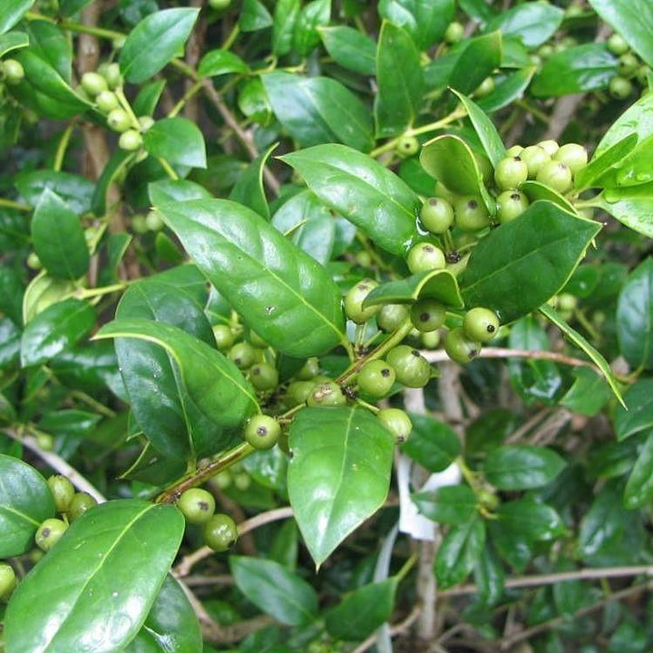 Ilex cornuta 'Punto de aguja' ~ Holly de punto de aguja