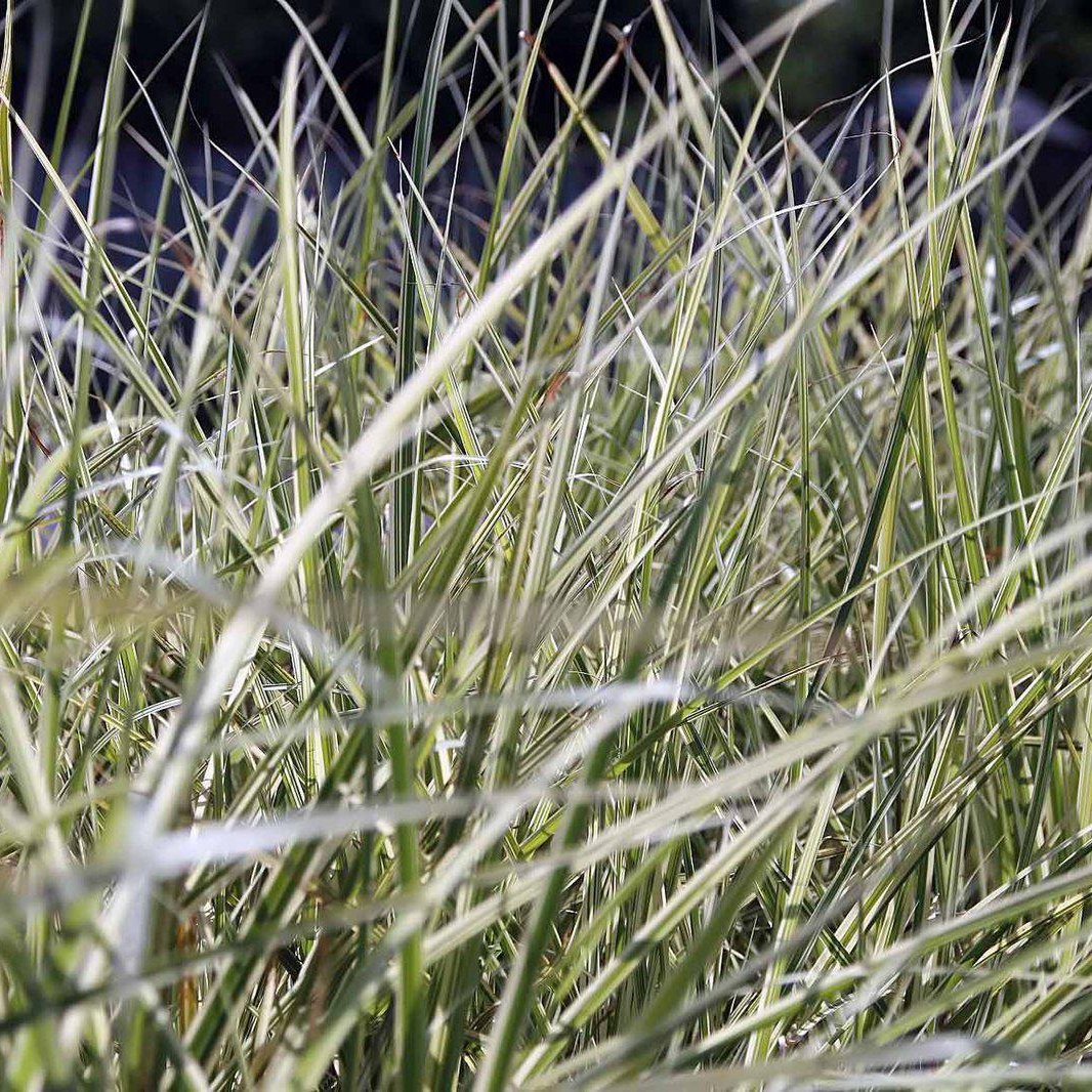 Miscanthus sinensis 'Dixieland' ~ Dwarf Variegated Maiden Grass