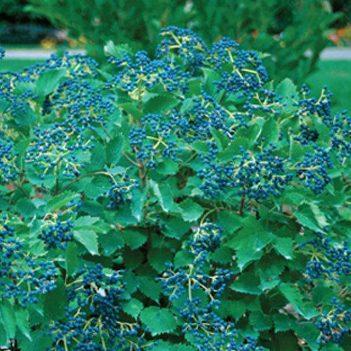 Viburnum dentatum 'Christom' ~ Blue Muffin® Arrowwood Viburnum