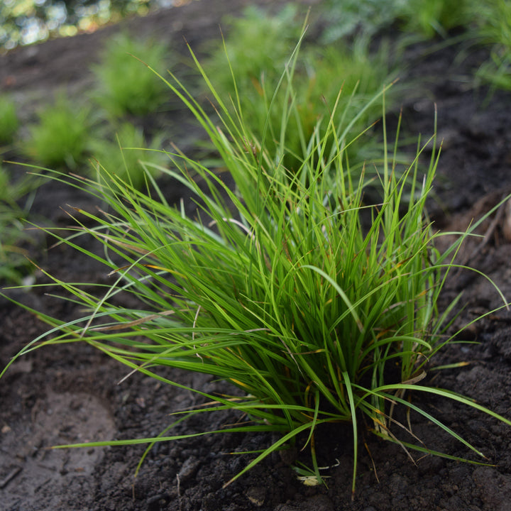 Carex pensylvanica ~ Pennsylvania Sedge