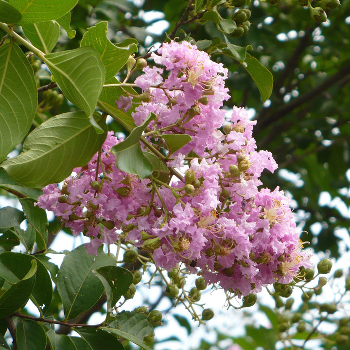 Lagerstroemia indica x fauriei 'Lipan' ~ Lipan Crape Myrtle