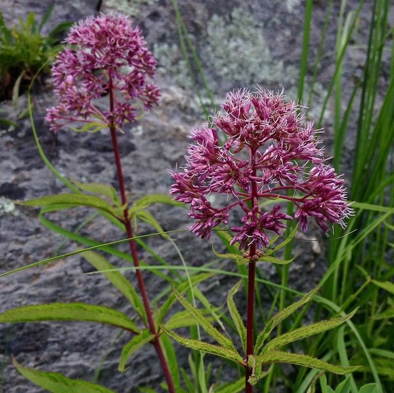 Eutrochium dubium 'Baby Joe' ~ Baby Joe Coastal Plain Joe Pye Weed