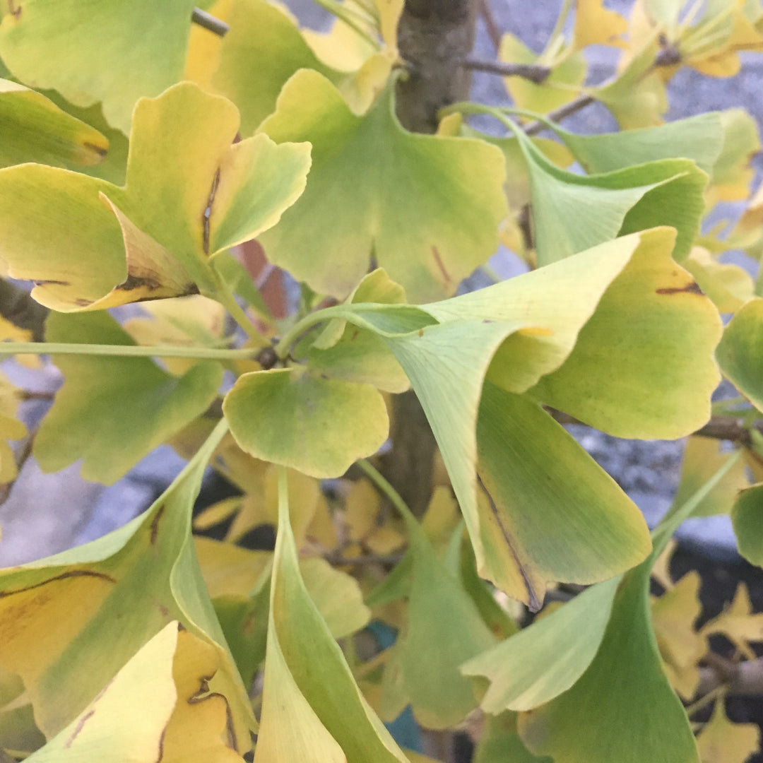 Ginkgo biloba 'PNI 2720' ~ Princeton Sentry® Ginkgo