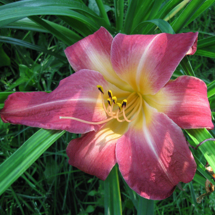 Hemerocallis 'Cherry Cheeks' ~ Cherry Cheeks Daylily