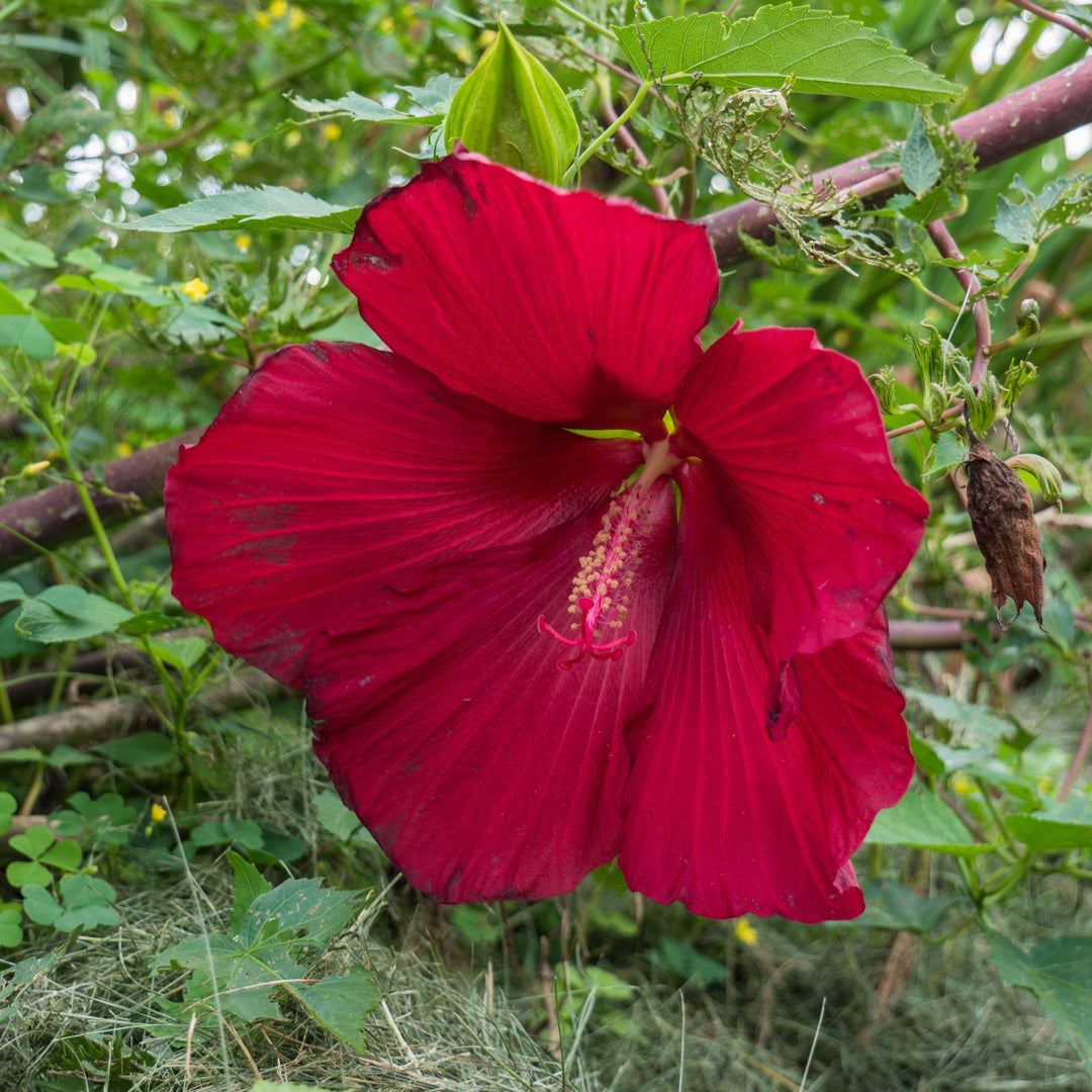 Hibiscus 'Lord Baltimore' ~ Lord Baltimore Hibiscus