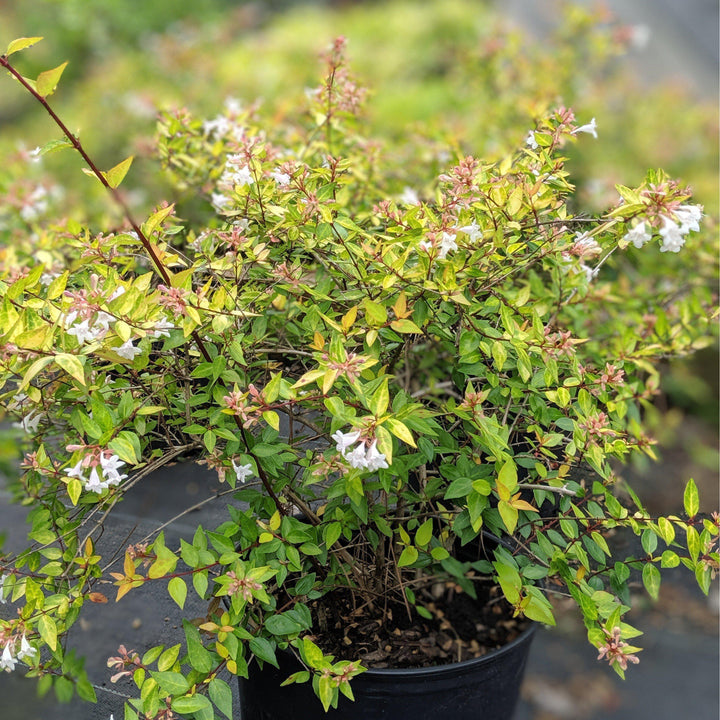 Abelia x grandiflora 'Canyon Creek' ~ Canyon Creek Abelia