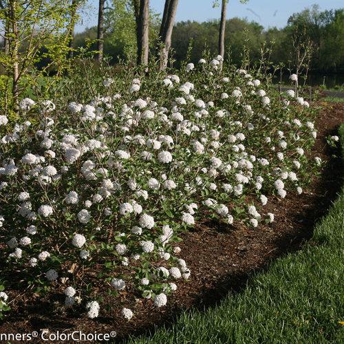 Viburnum carlesii 'SMVCB' ~ Spice Baby™ Koreanspice Viburnum