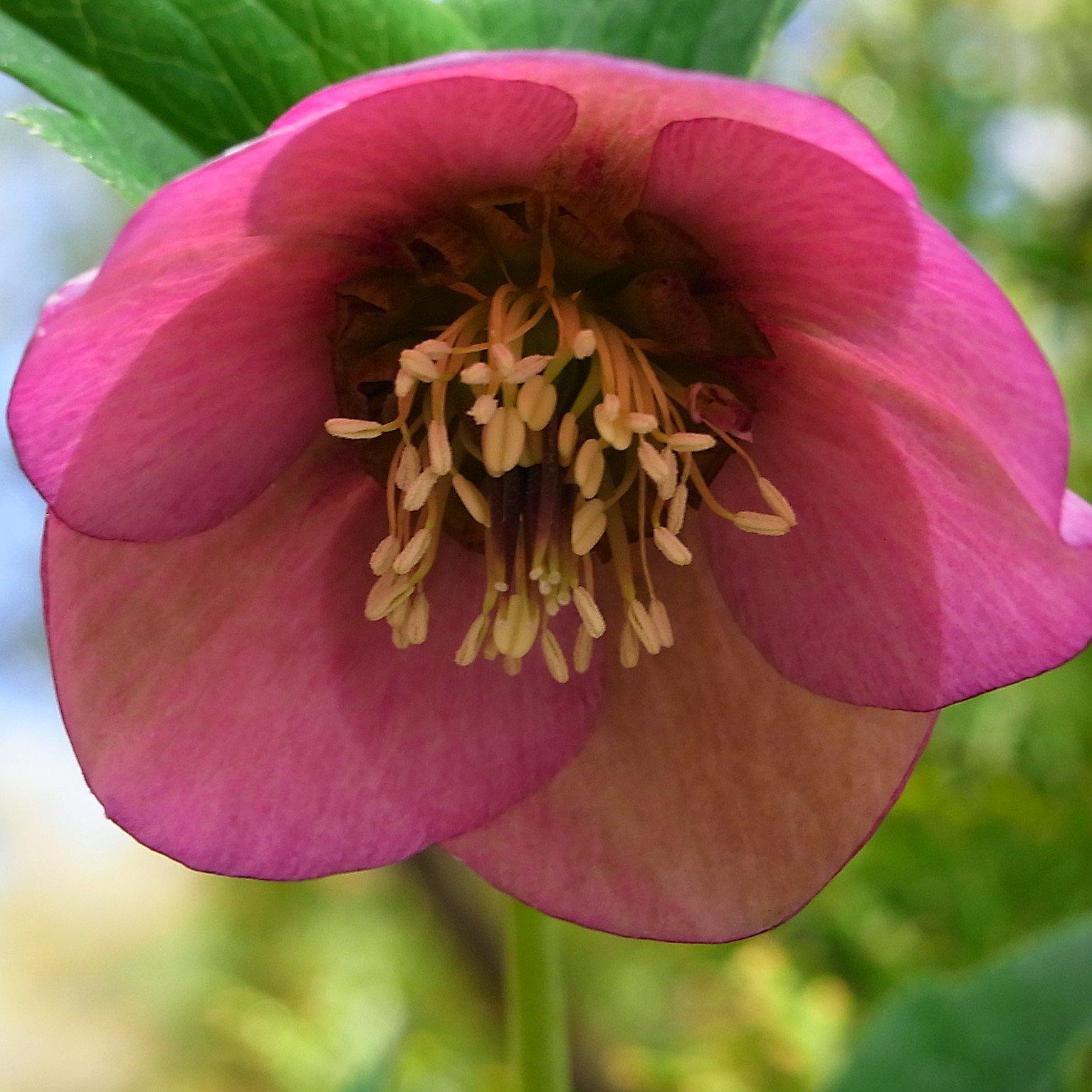 Helleborus x hybridus 'EPB 29' ~ FrostKiss™ Dorothy's Dawn® Lenten