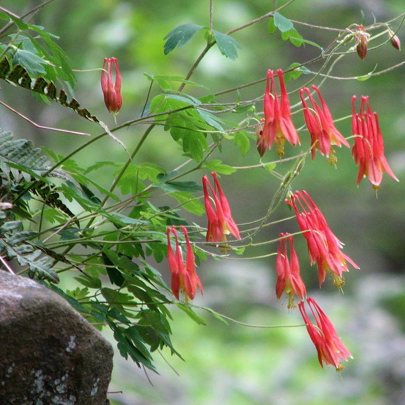 Aquilegia canadensis ~ Wild Columbine