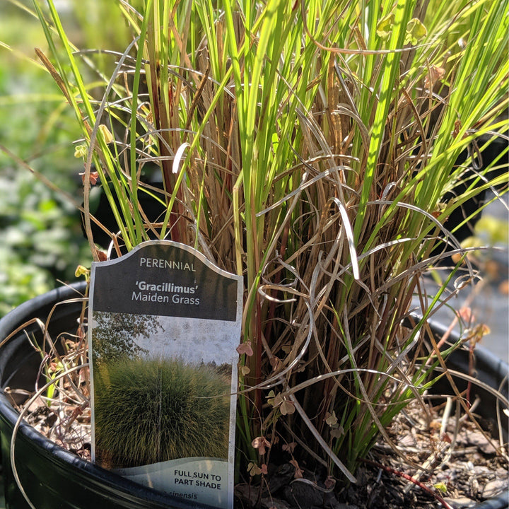 Miscanthus sinensis 'Gracillimus' ~ Maiden Grass