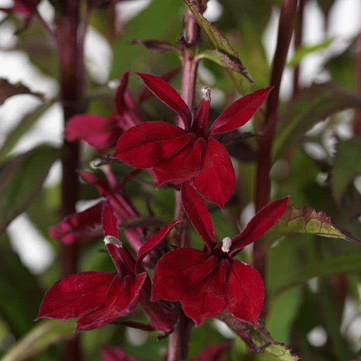 Lobelia x speciosa 'PAS1301790' ~ Starship™ Burgundy Cardinal Flower