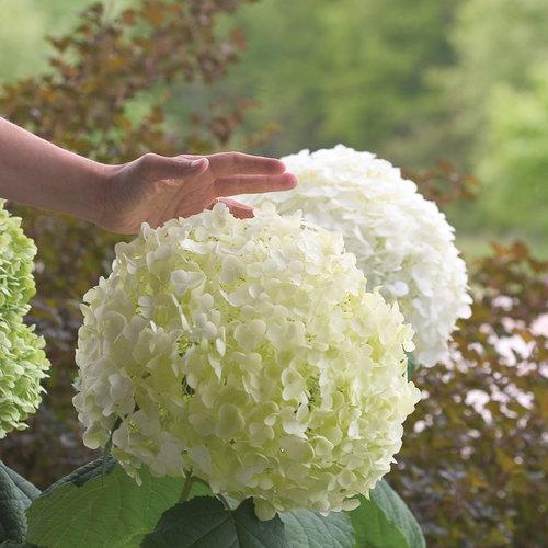 Hydrangea arborescens 'Abetwo' ~ Proven Winners® Incrediball® Smooth Hydrangea