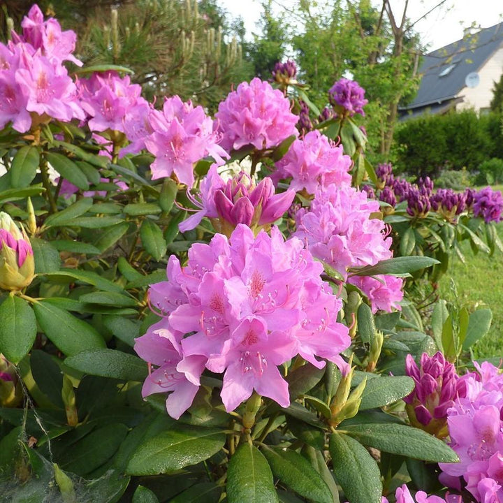 Rhododendron 'Roseum Elegans' ~ Roseum Elegans Rhododendron