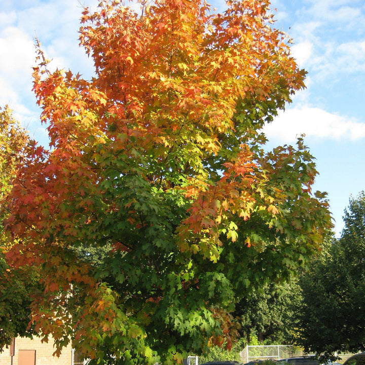 Acer saccharum 'Legacy' ~ Legacy Sugar Maple