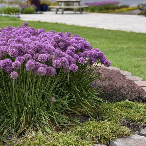 Allium ‘Serendipity’ ~ Serendipity Ornamental Onion