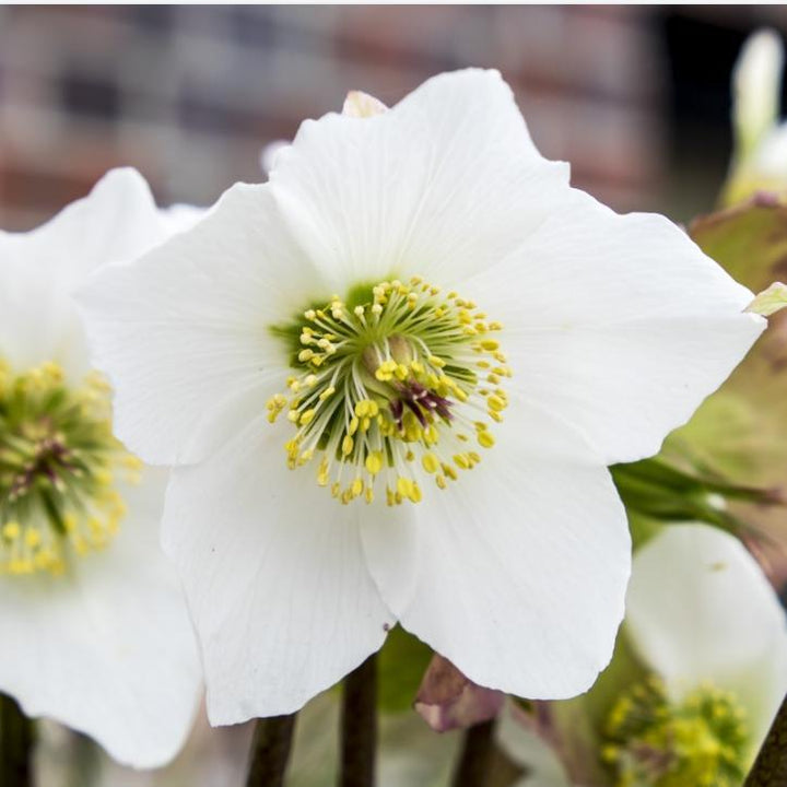 Helleborus x glandorfensis 'Ice N' Roses White' ~ HGC® Ice N' Roses White Lenten Rose