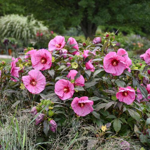 Hibiscus 'Berry Awesome' PP27936 ~ Summerific® Berry Awesome Hibiscus