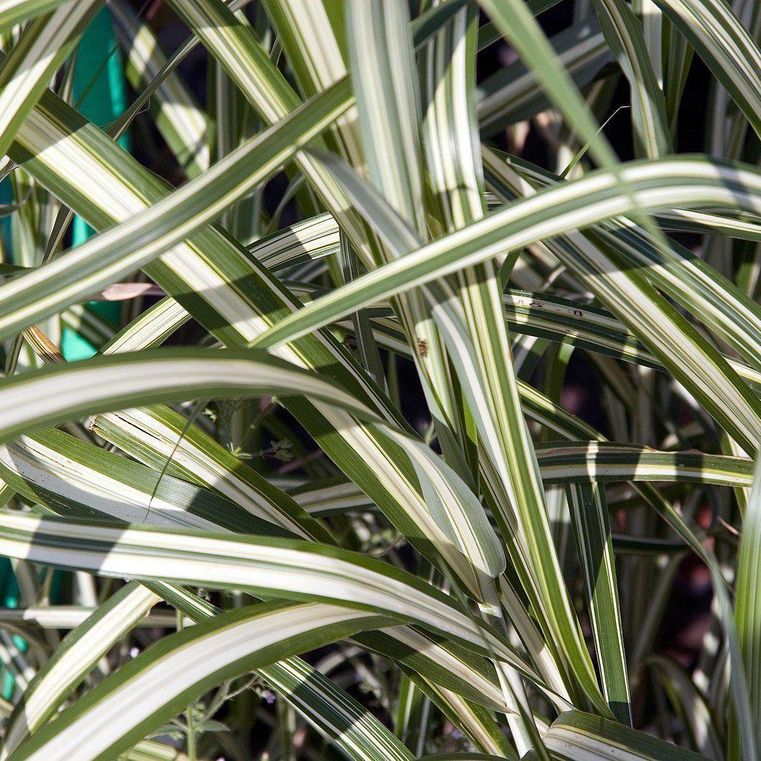 Miscanthus sinensis 'Caberet' ~ Cabaret Japanese Silver Grass