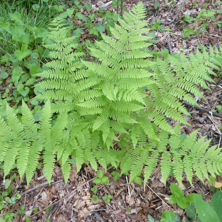 Dennstaedtia punctilobula ~ Hayscented Fern