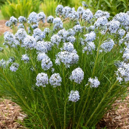 Amsonia 'String Theory' ~ String Theory Blue Star