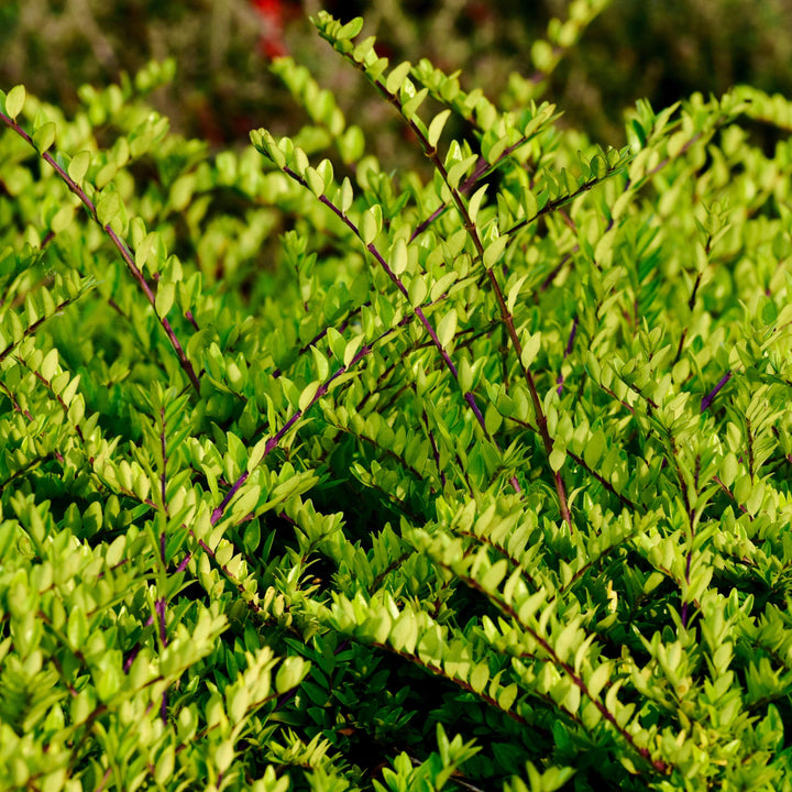 Lonicera nitida 'Golden Glow' ~ Thunderbolt™ Honeysuckle