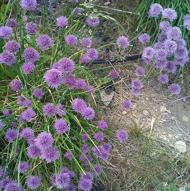 Allium 'Medusa' ~ Medusa Ornamental Onion