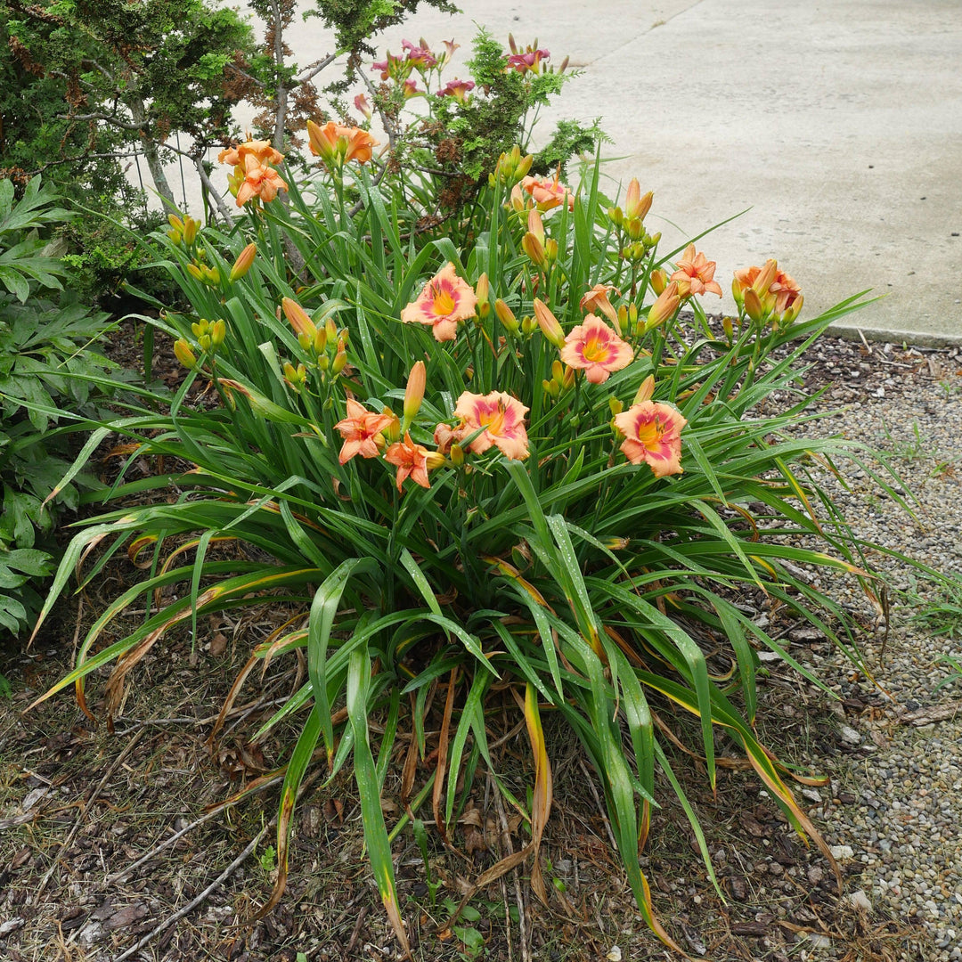 Hemerocallis 'Strawberry Candy' ~ Strawberry Candy Daylily